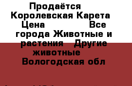 Продаётся!     Королевская Карета › Цена ­ 300 000 - Все города Животные и растения » Другие животные   . Вологодская обл.
